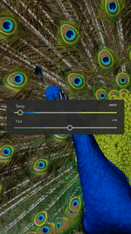A reel stepping through the real Lightroom settings, over A peacock with its tail fanned out